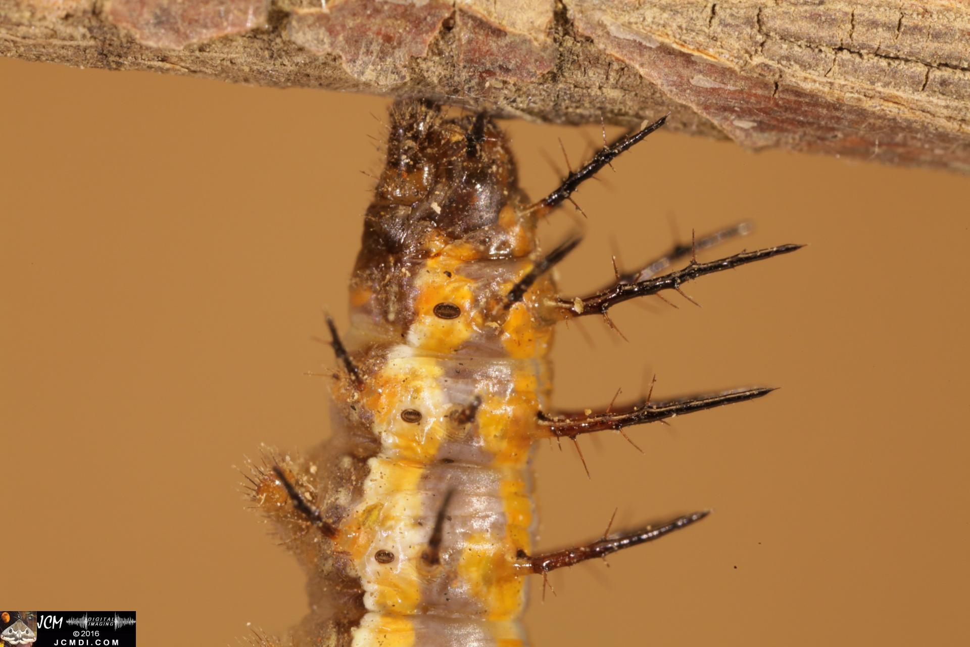 20160909-IMG_1751 5D Gulf Fritillary Butterfly Pupation and Cremaster Hop.jpg